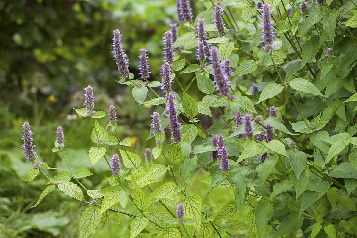 A close up horizontal image of leggy anise hyssop growing in the garden.