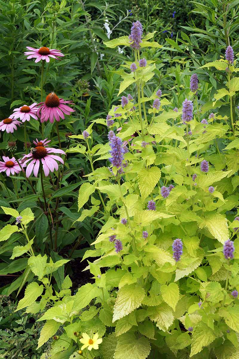 A close up vertical image of anise hyssop growing in the garden with purple coneflowers.
