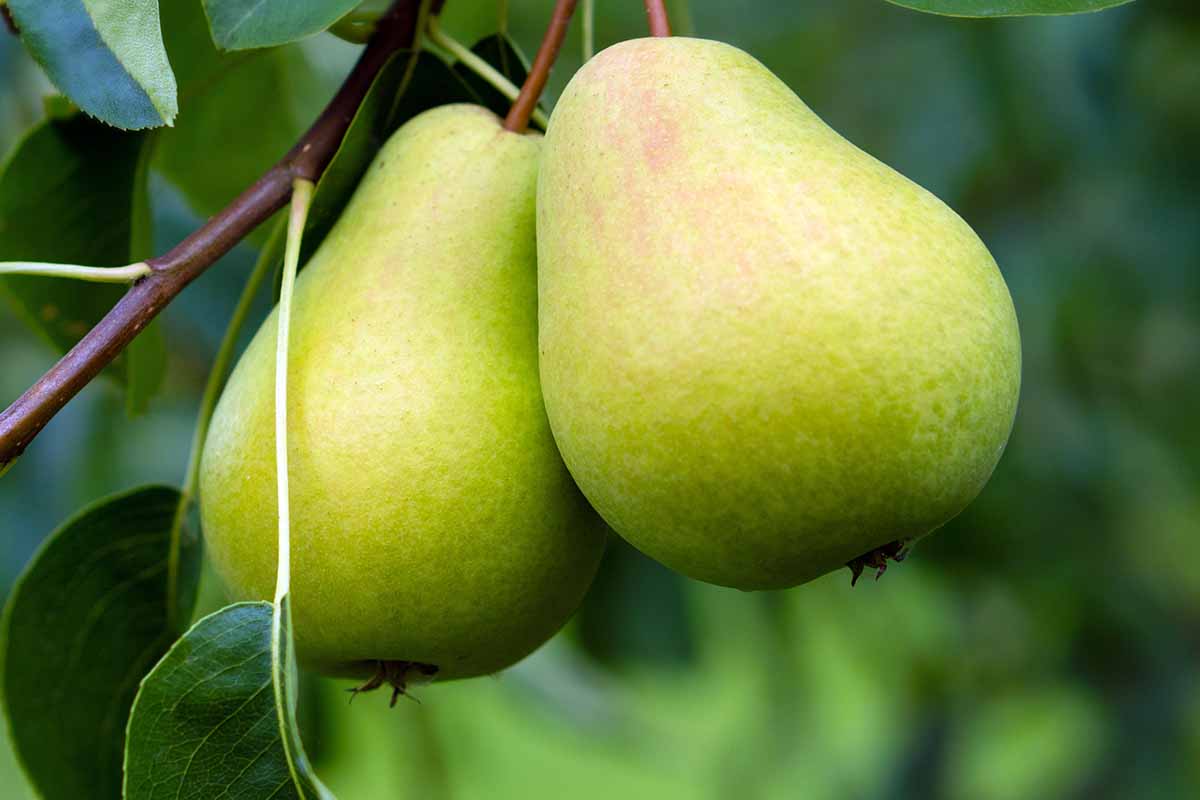 A close up horizontal image of two pears ripening on the branch pictured on a soft focus background.