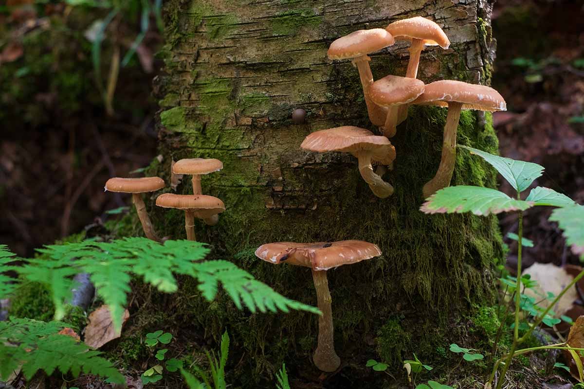 A close up horizontal image of honey fungus fruiting bodies on a stump in the forest during autumn.