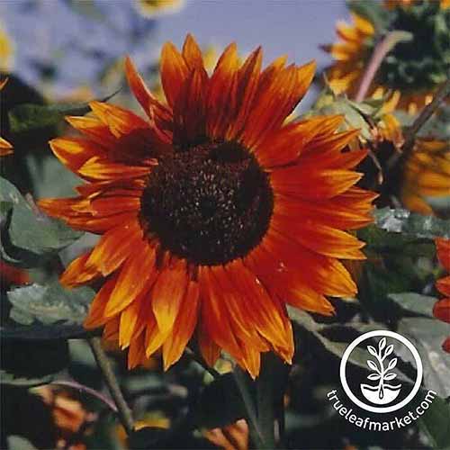 A close up square image of a single 'Autumn Beauty' sunflower growing in the garden. To the bottom right of the frame is a white circular logo with text.