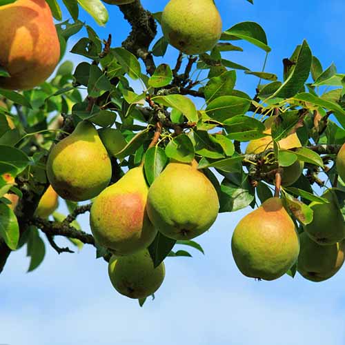 A square image of fruits ripening on an 'Ayers' 'pear tree pictured on a blue sky background.