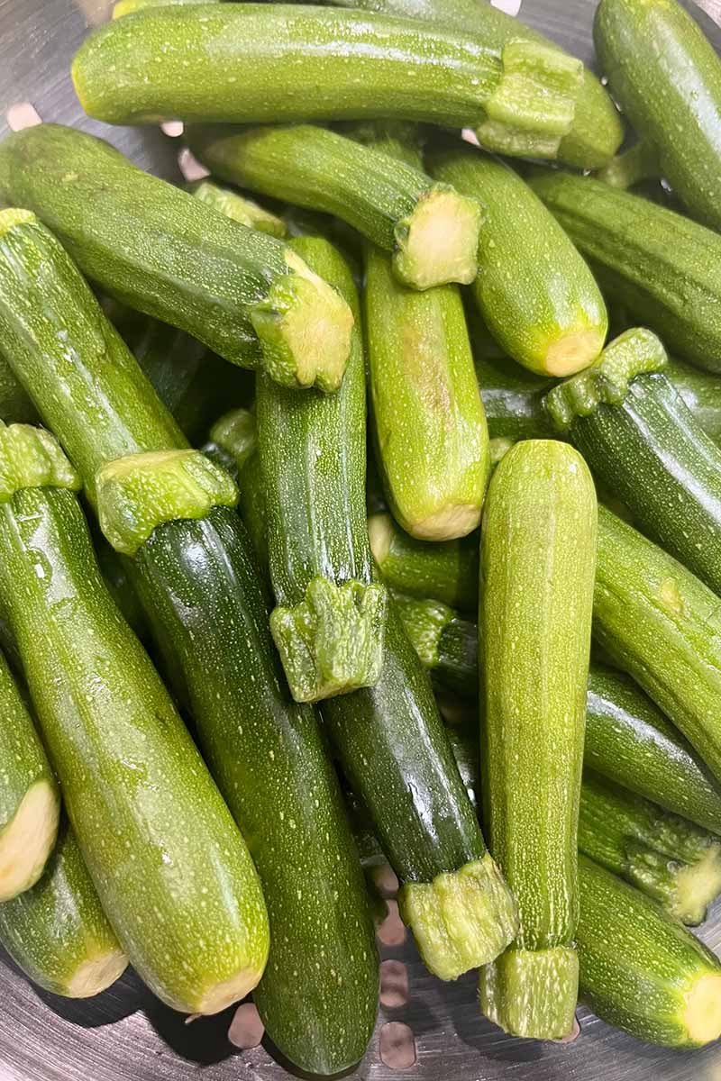 A vertical close up of a colander full of clean baby zucchinis.
