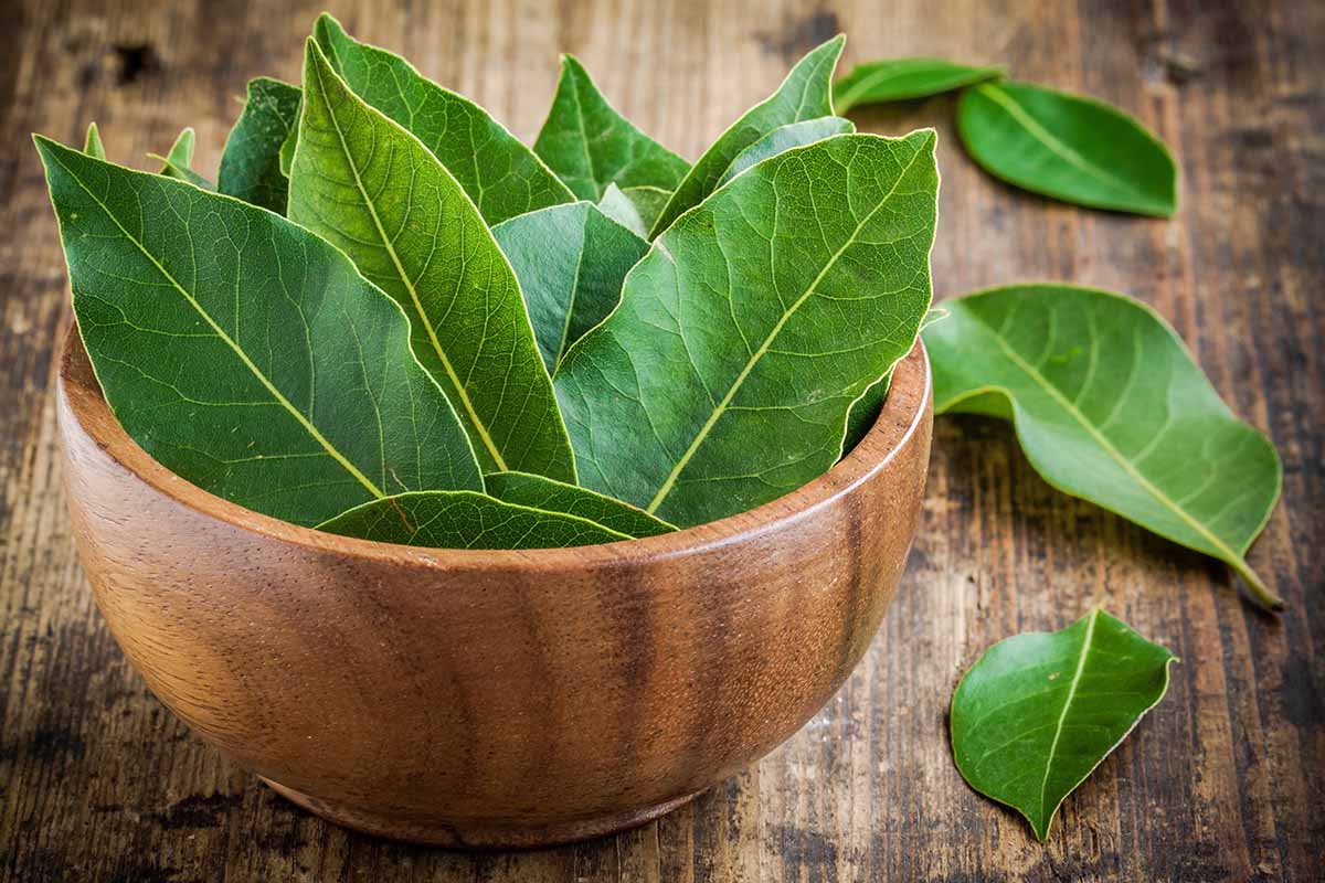 A close up horizontal image of freshly harvested bay leaves in a wooden bowl.