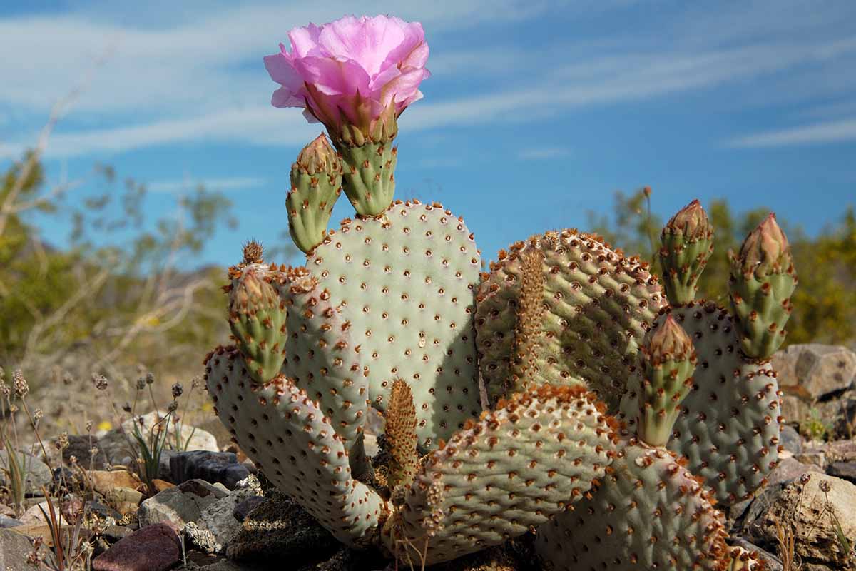 A close up horizontal image of a beavertail cactus with one bright pink flower growing in the desert pictured on a blue sky background.