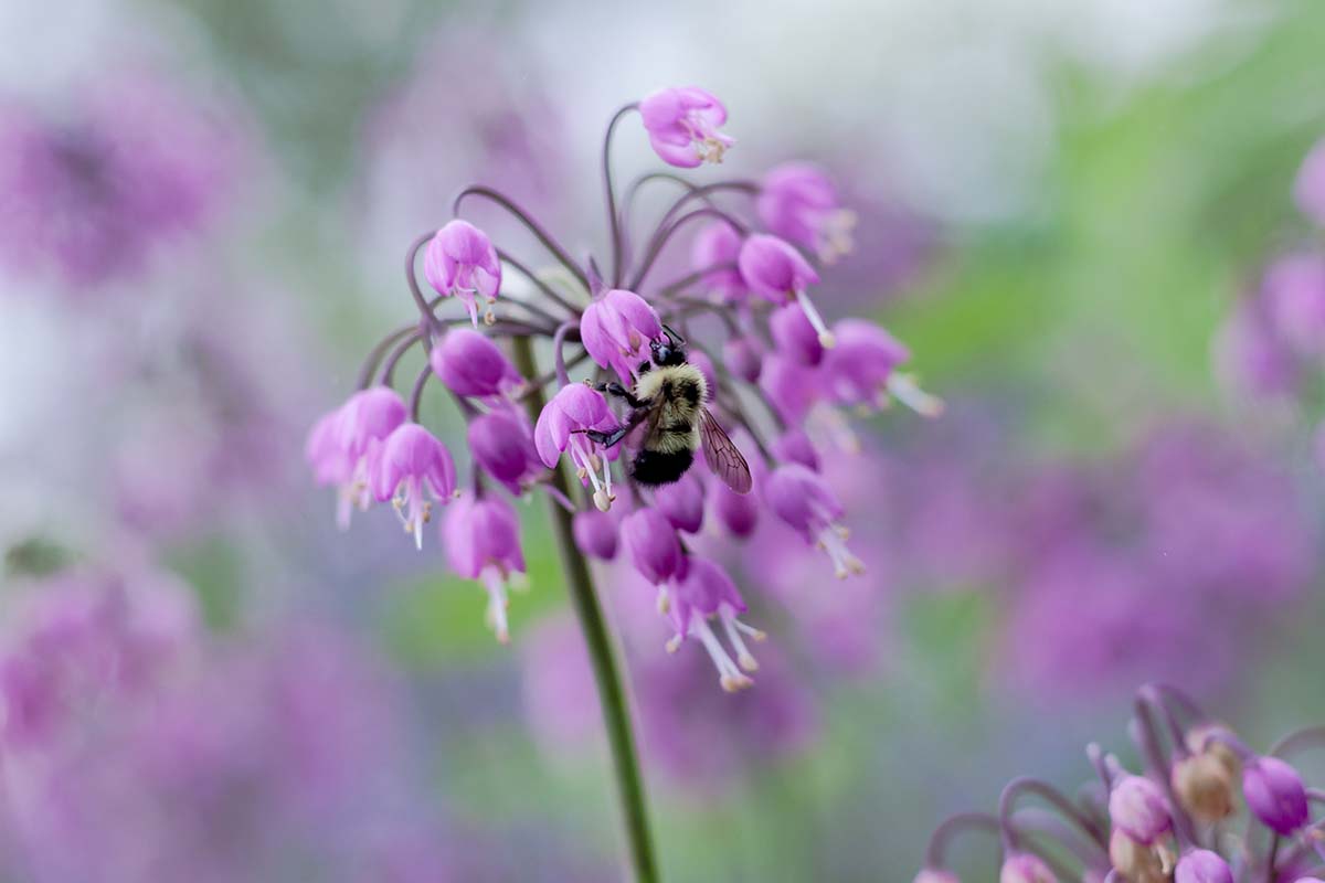 A close up horizontal image of a nodding onion flower with a bee feeding from it pictured on a soft focus background.