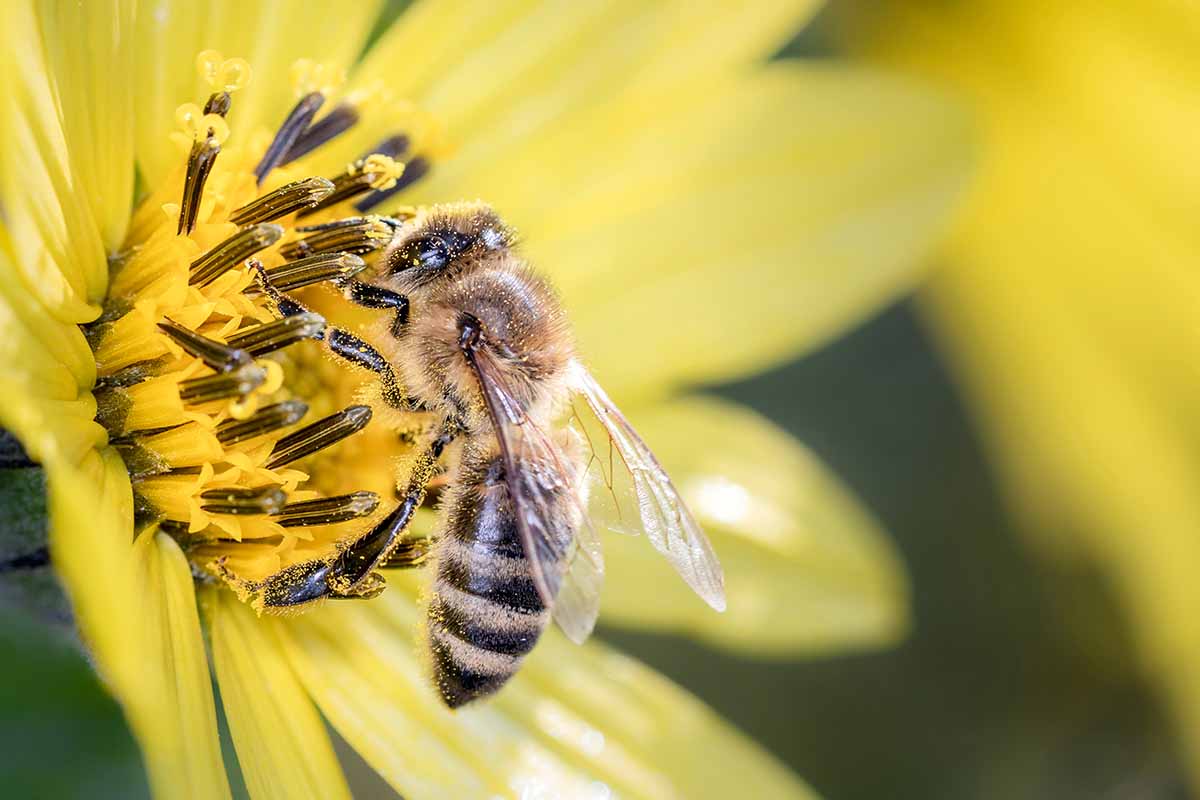 A close up horizontal image of a bee collecting pollen from a sunflower pictured on a soft focus background.