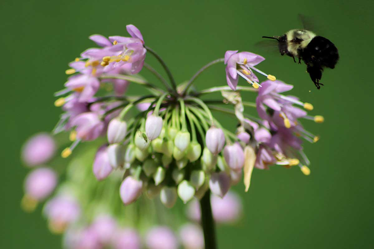 A close up horizontal image of a nodding onion flower with a bee hovering close by pictured on a soft focus background.