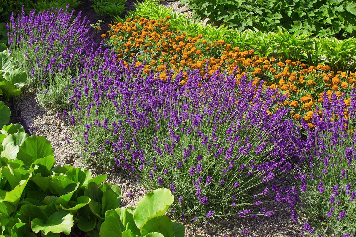 A close up horizontal image of lavender growing in the garden with a variety of companions.