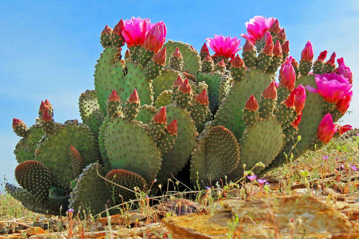 A close up horizontal image of a prickly pear (Opuntia) cactus in full bloom pictured in bright sunshine on a blue sky background.