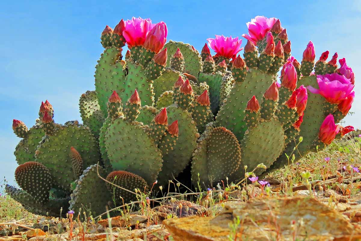 19 Of The Best Prickly Pear Opuntia Varieties Gardener s Path 19 Of The Best Prickly Pear Opuntia Varieties Gardener s Path