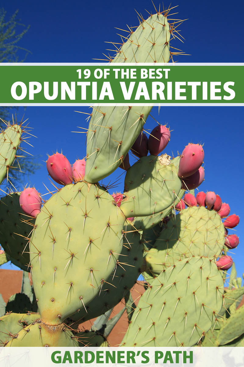 19 Of The Best Prickly Pear Opuntia Varieties Gardener s Path