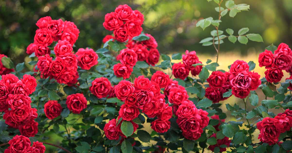 33 of the Best Red Rose Varieties to Grow at Home