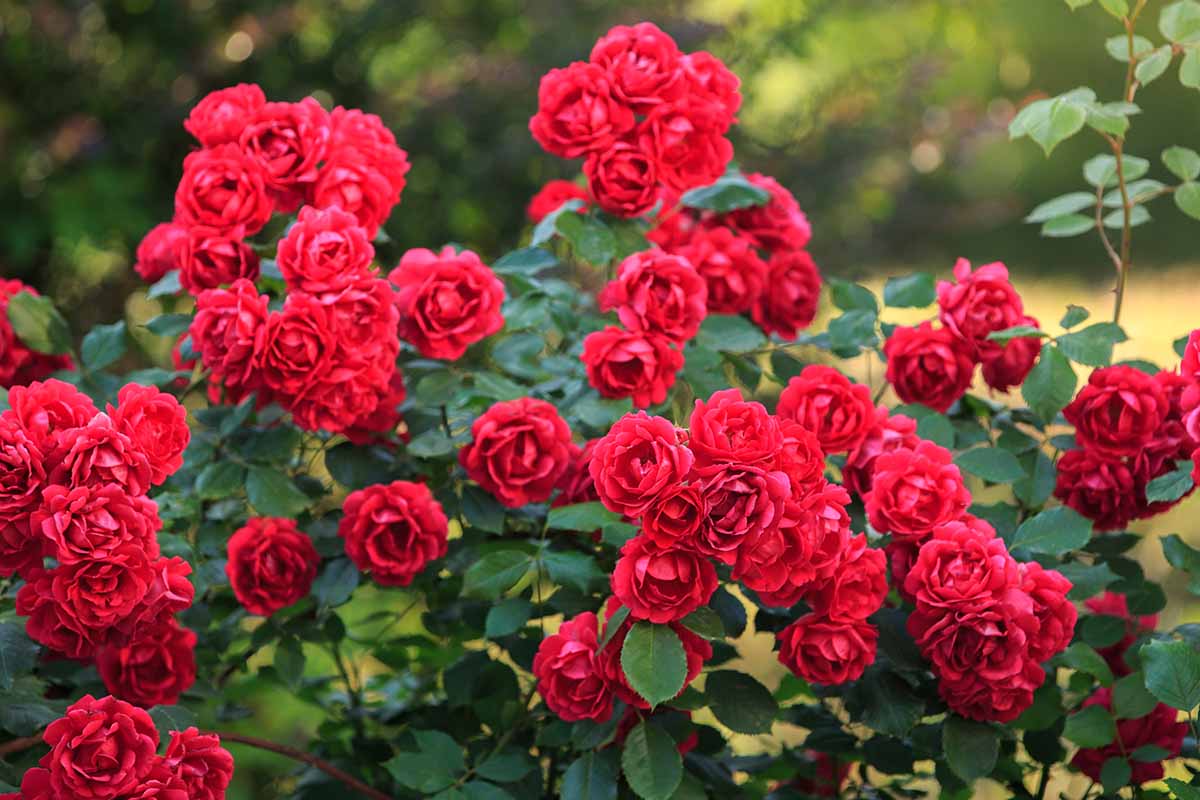 A close up horizontal image of bright red roses growing in the garden.