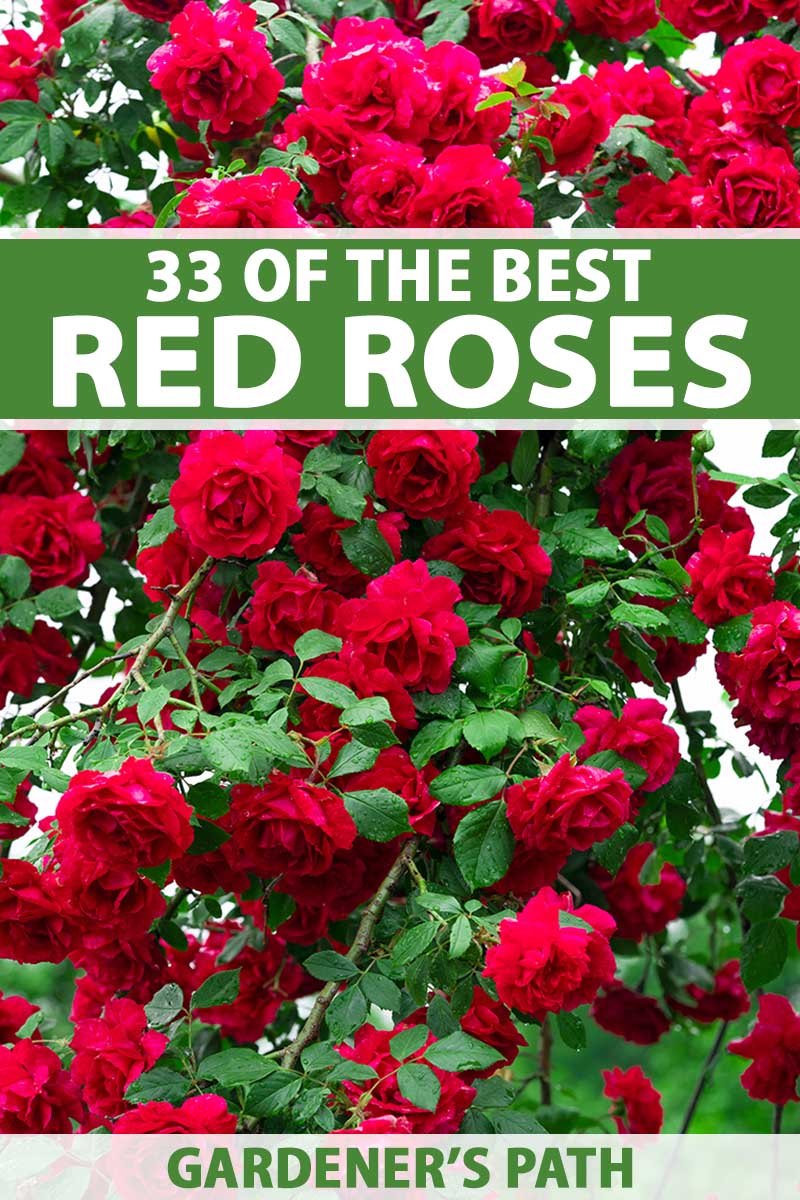 A close up vertical image of a large rose shrub with bright red flowers. To the top and bottom of the frame is green and white text.