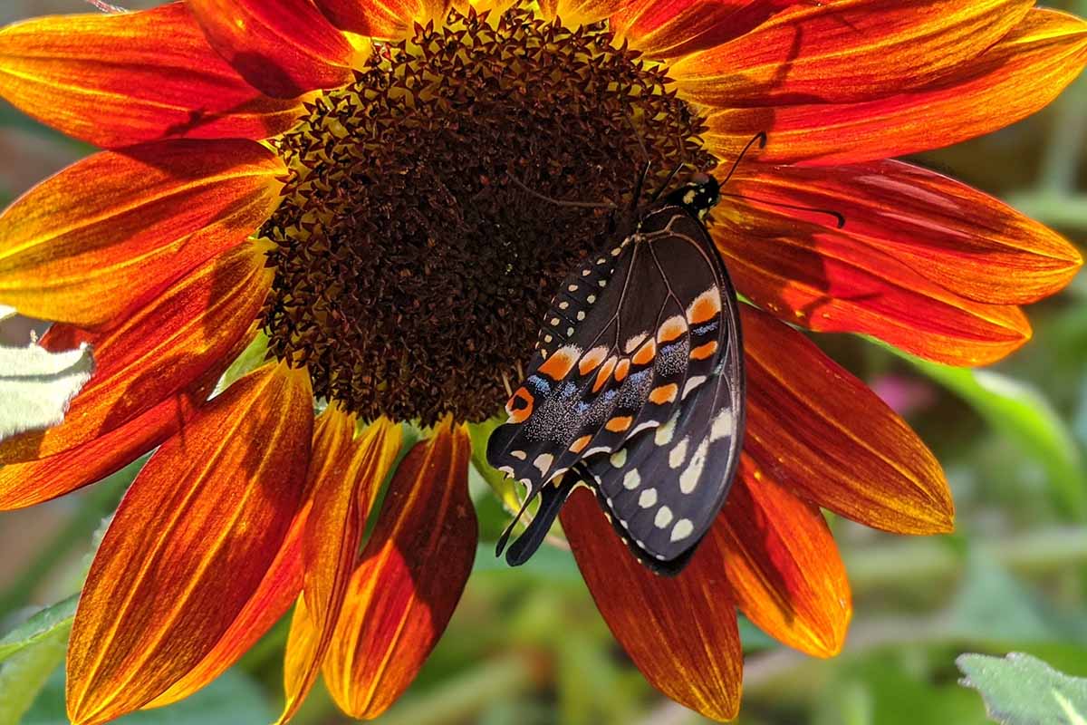 A close up horizontal image of a butterfly feeding from a red sunflower pictured in light sunshine on a soft focus background.