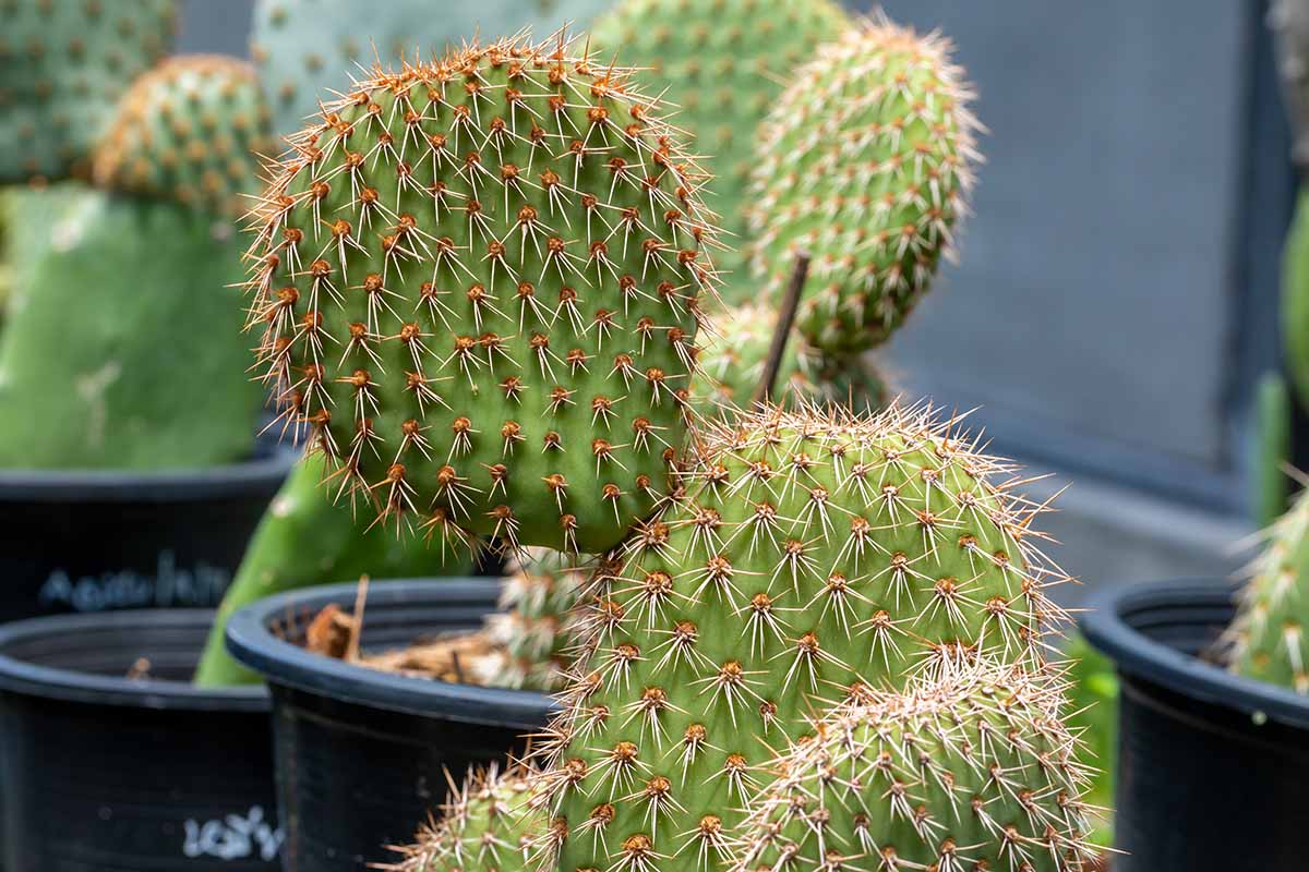 A close up horizontal image of a potted Opuntia pycnantha pictured on a soft focus background.