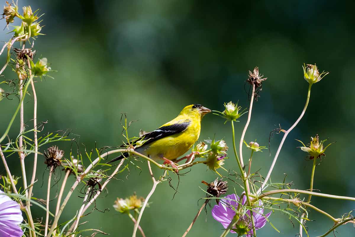 A horizontal photo of a goldfinch bird feeding on the seed heads of spent cosmos blooms.