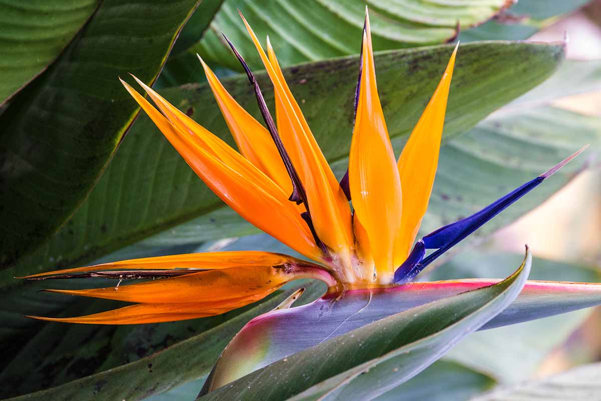 A horizontal close up photo of the flower head of a bird of paradise in a garden.