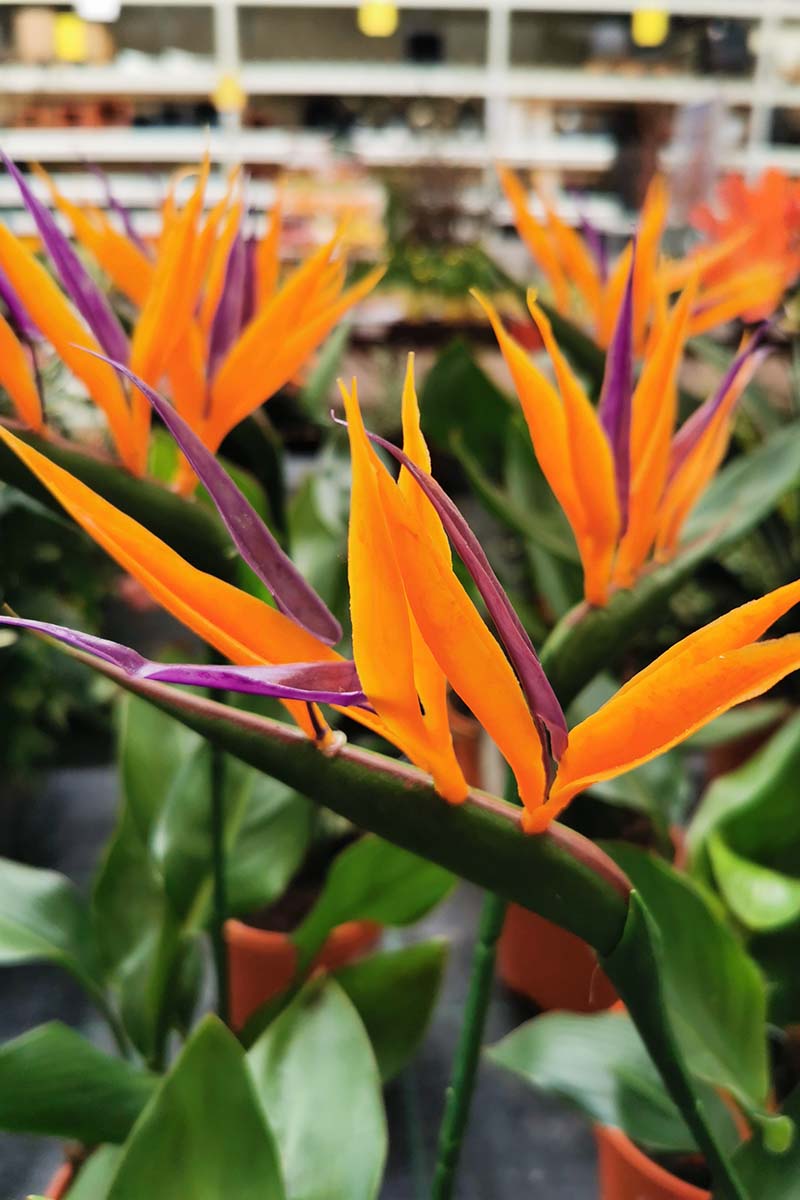 A vertical photo of several bird of paradise flowers in bloom.