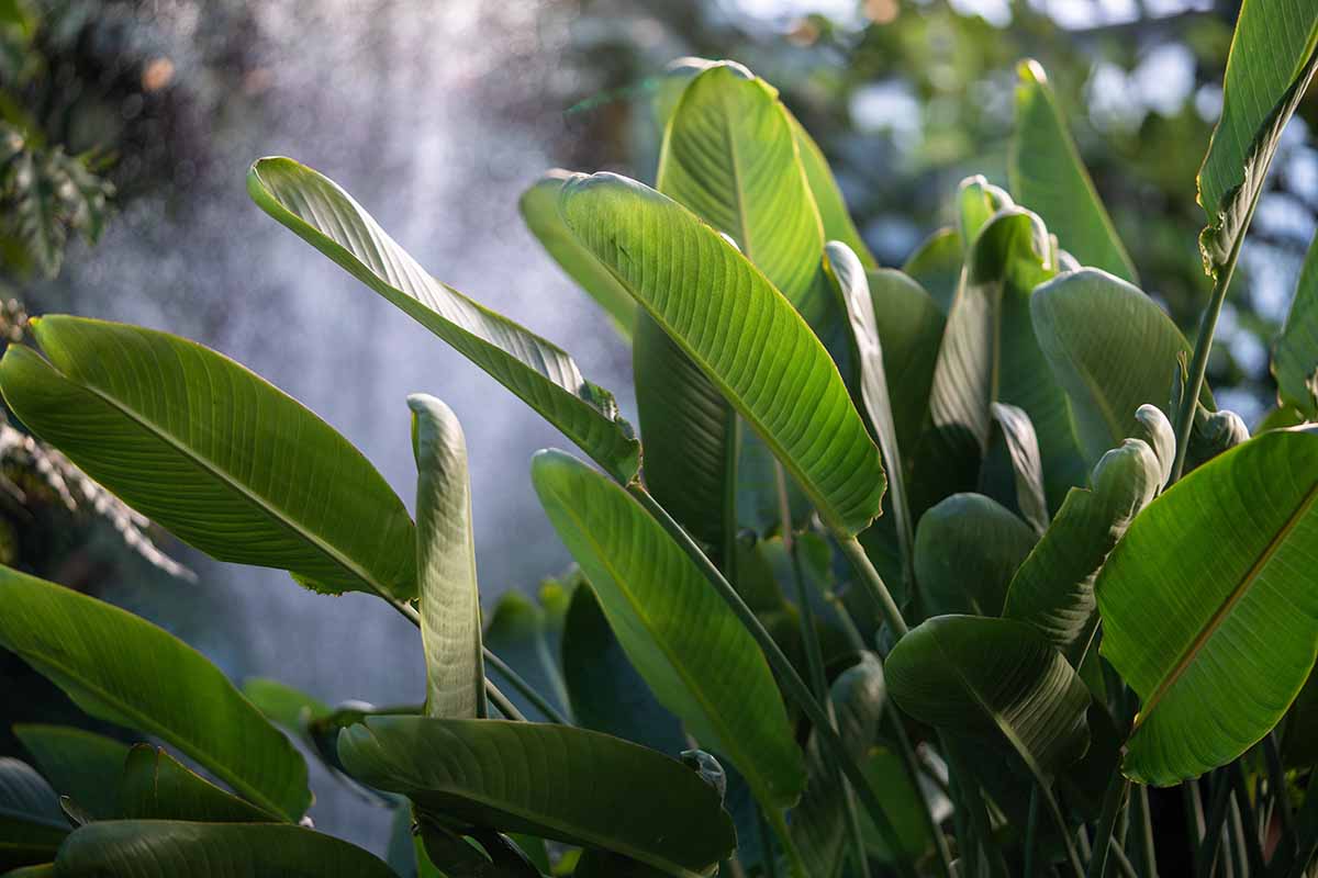 A horizontal photo of a bird of paradise plant in the garden with lush green leaves, but not in bloom.