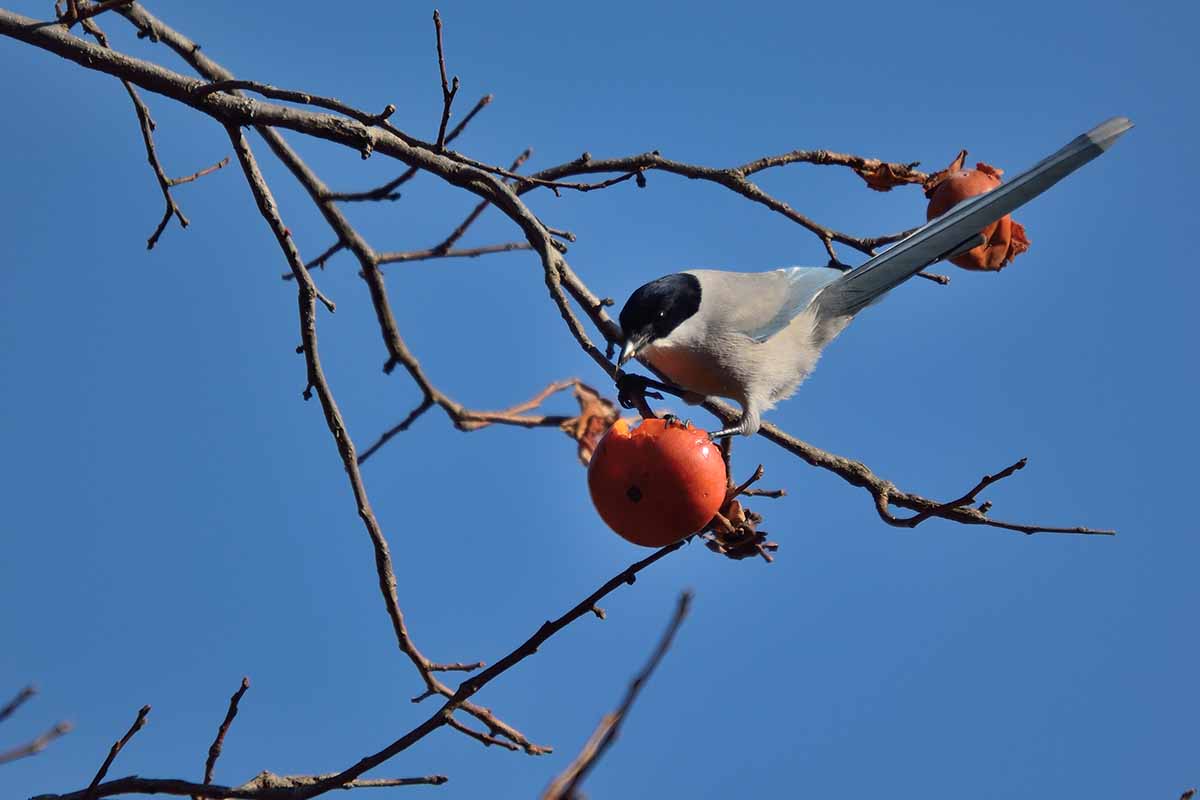 A close up horizontal image of a bird eating a persimmon fruit on bare branches pictured on a blue sky background.