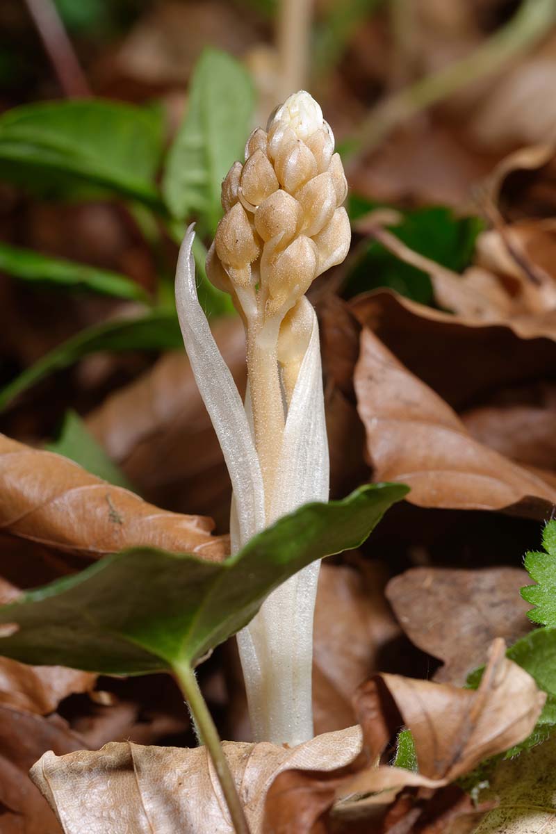 A close up vertical image of a small unopened flower bud of a Neottia nidus-avis growing in leaf litter.