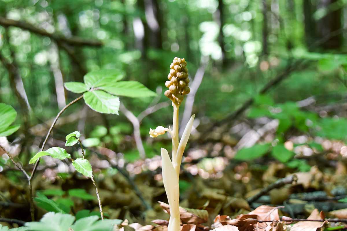 A close up horizontal image of a tiny bird's-nest orchid sprouting on the forest floor pictured in light sunshine on a soft focus background.