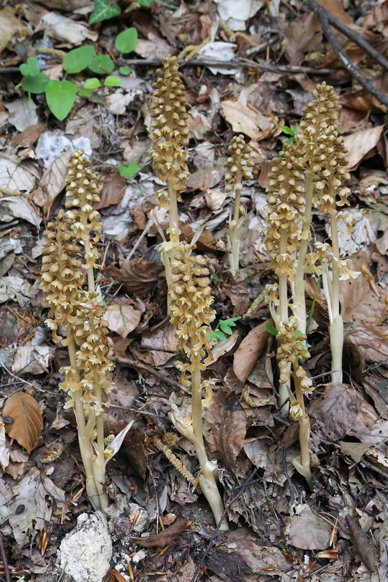 A close up vertical image of Neottia nidus-avis growing on the forest floor.
