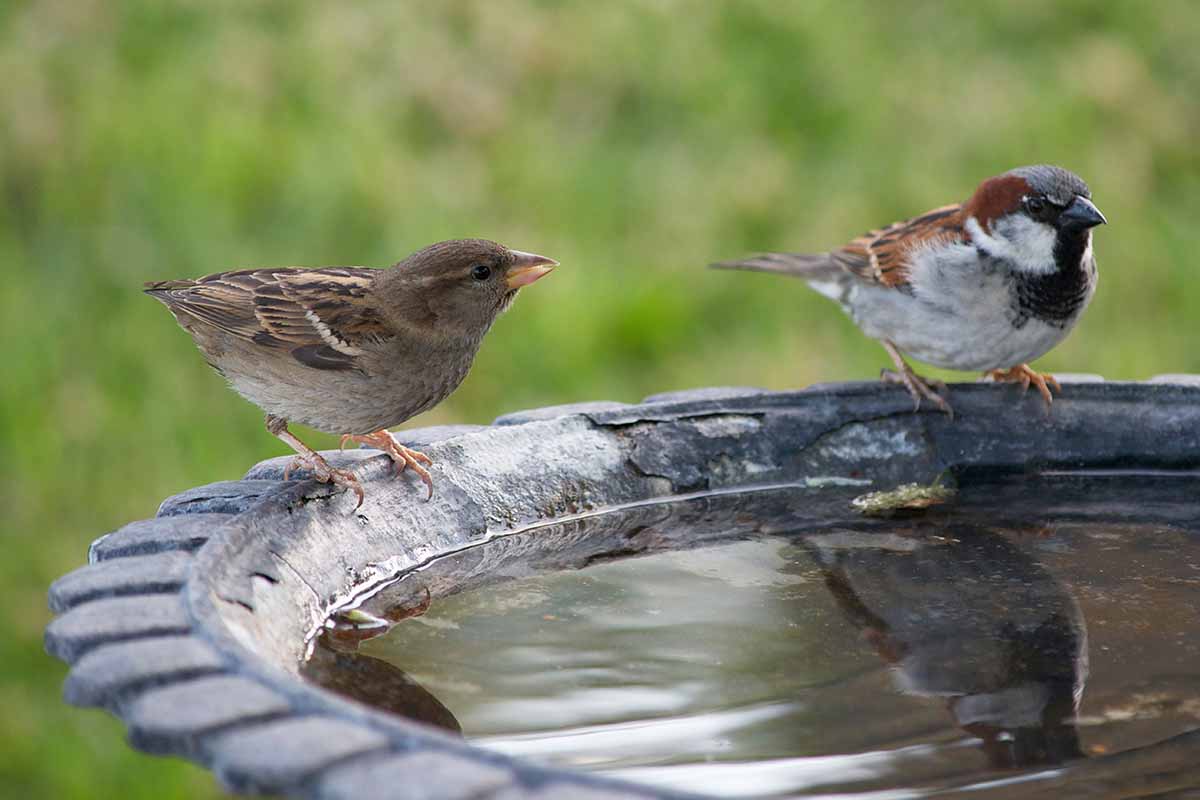 A close up horizontal image of two birds perched on the side of a birdbath pictured on a soft focus background.