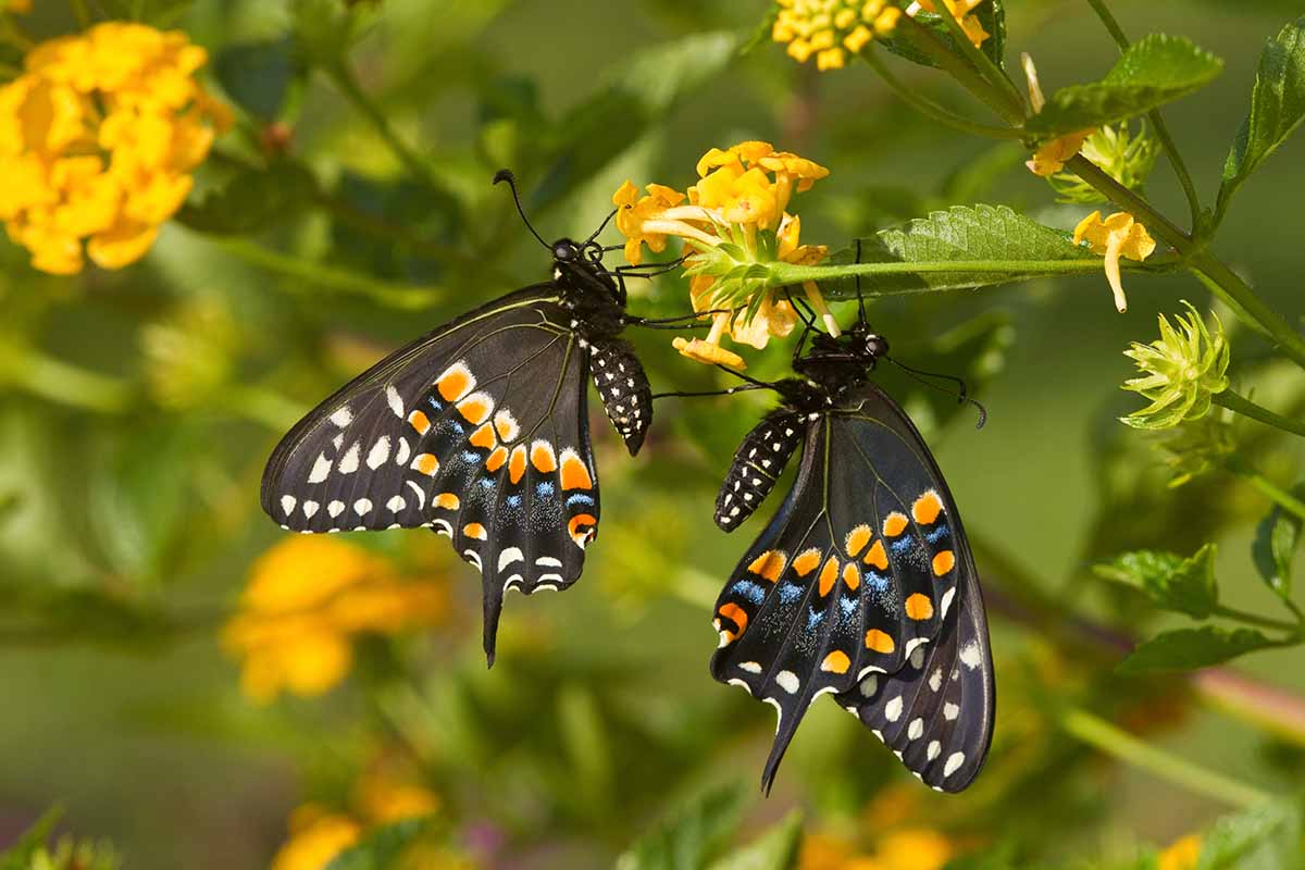 A close up horizontal image of two black swallowtail butterflies feeding on yellow lantana flowers pictured on a soft focus background.