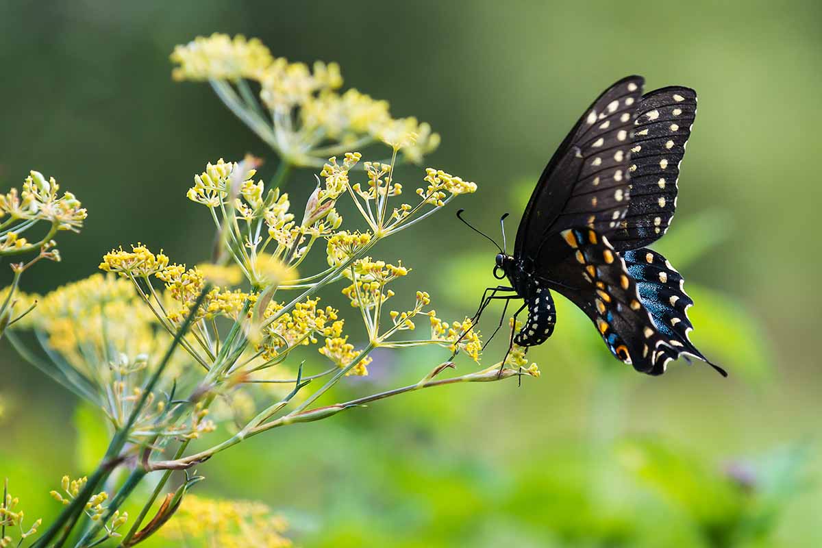 A horizontal image of a black swallowtail butterfly laying eggs on a flowering dill plant.