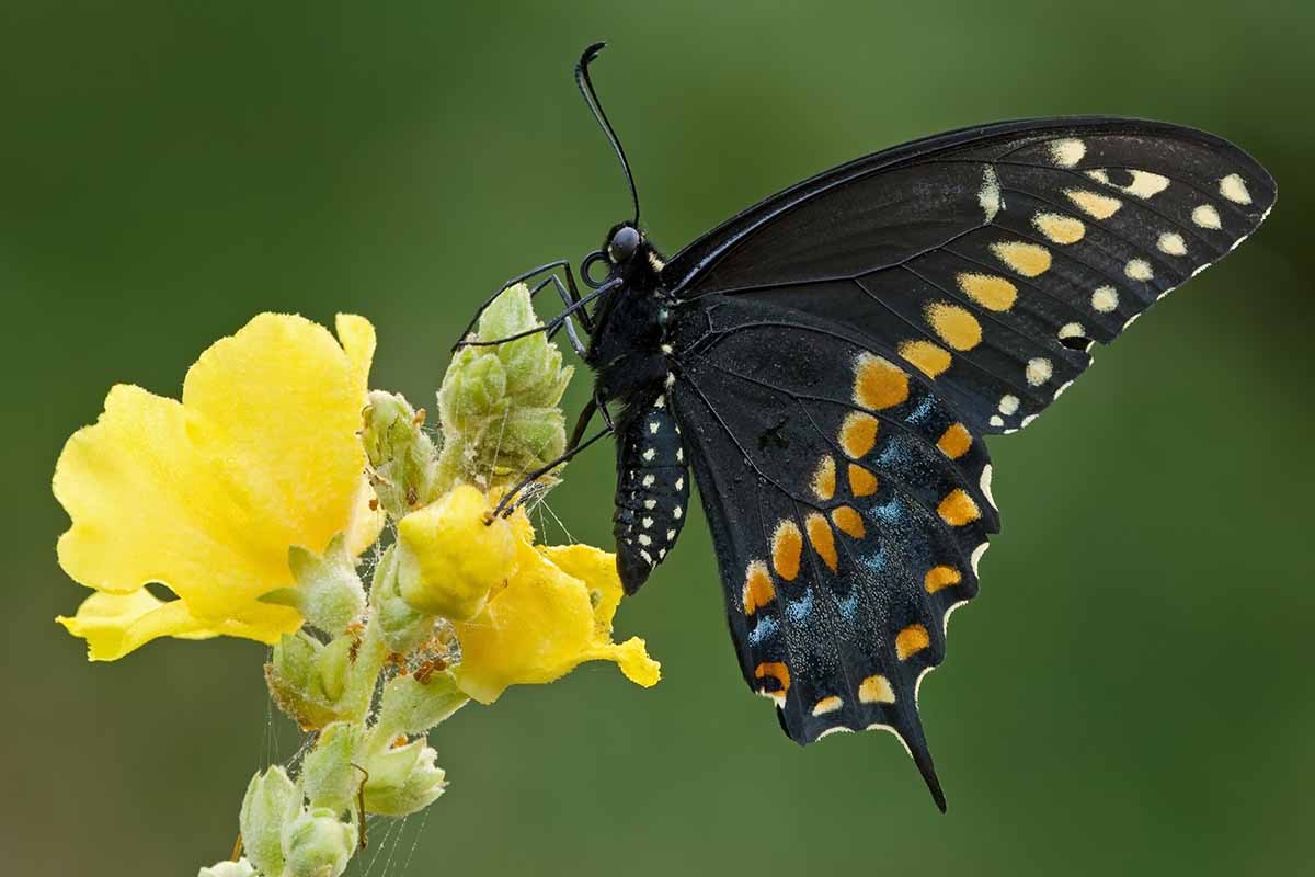 A close up horizontal image of a black swallowtail butterfly feeding from a yellow flower.