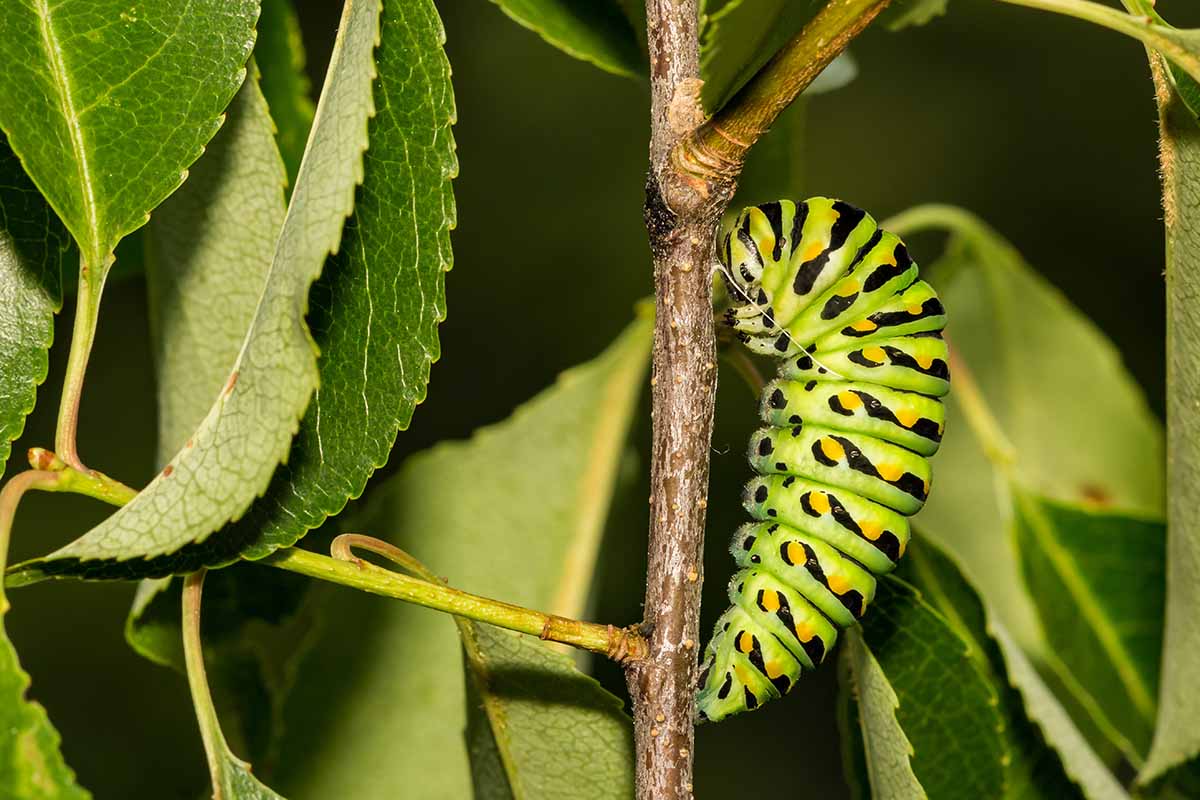 A close up horizontal image of a pupating black swallowtail caterpillar on a branch, pictured on a soft focus background.