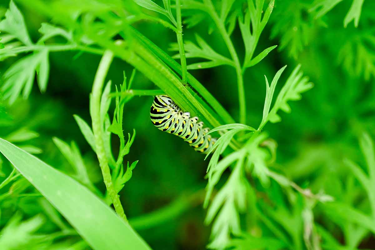 A close up horizontal image of a caterpillar feeding on carrot foliage.