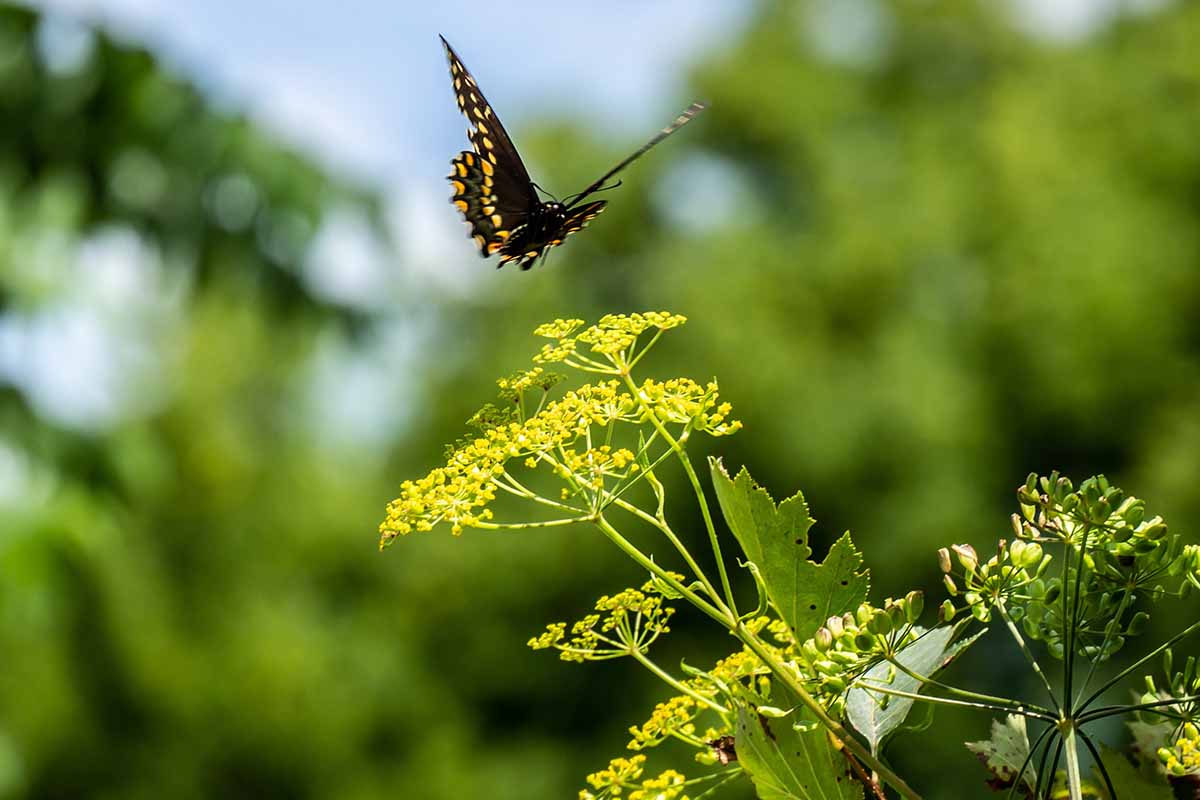 A horizontal image of a black swallowtail butterfly landing on a yellow wild parsnip plant pictured on a soft focus background.