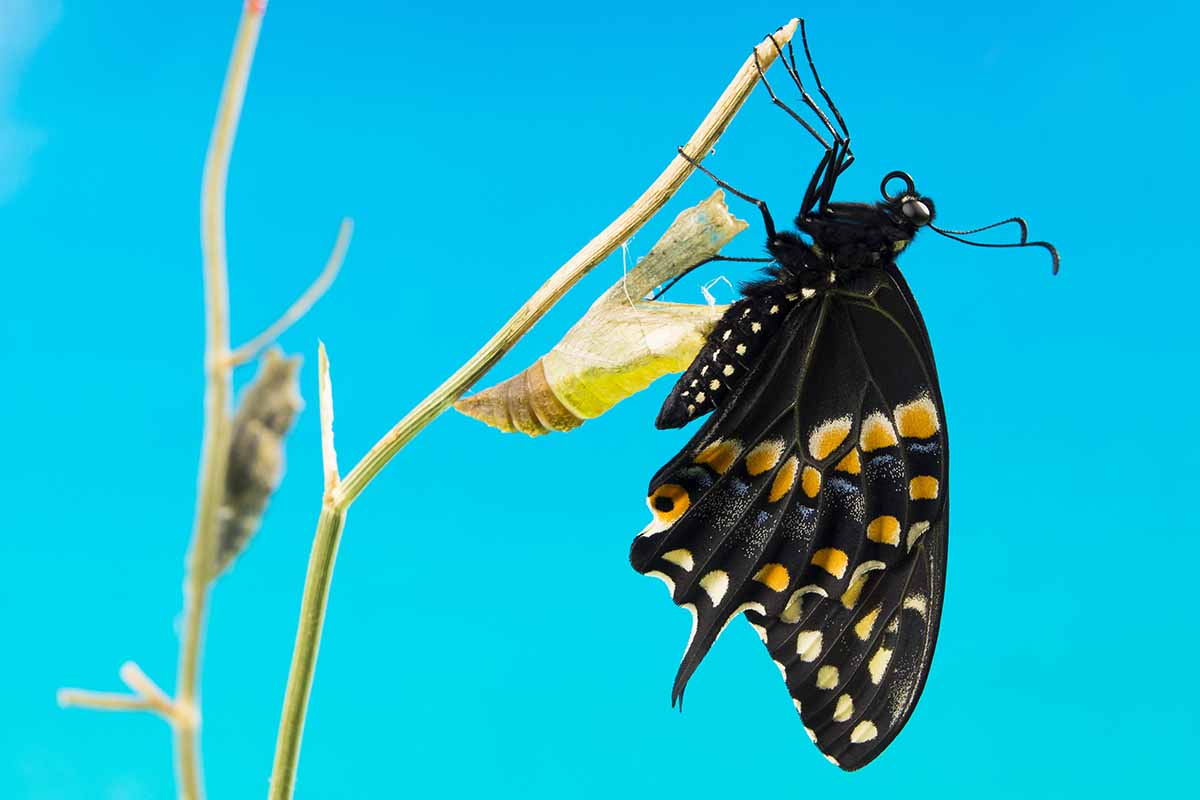 A horizontal image of a black swallowtail butterfly emerging from a chrysalis pictured on a blue sky background.