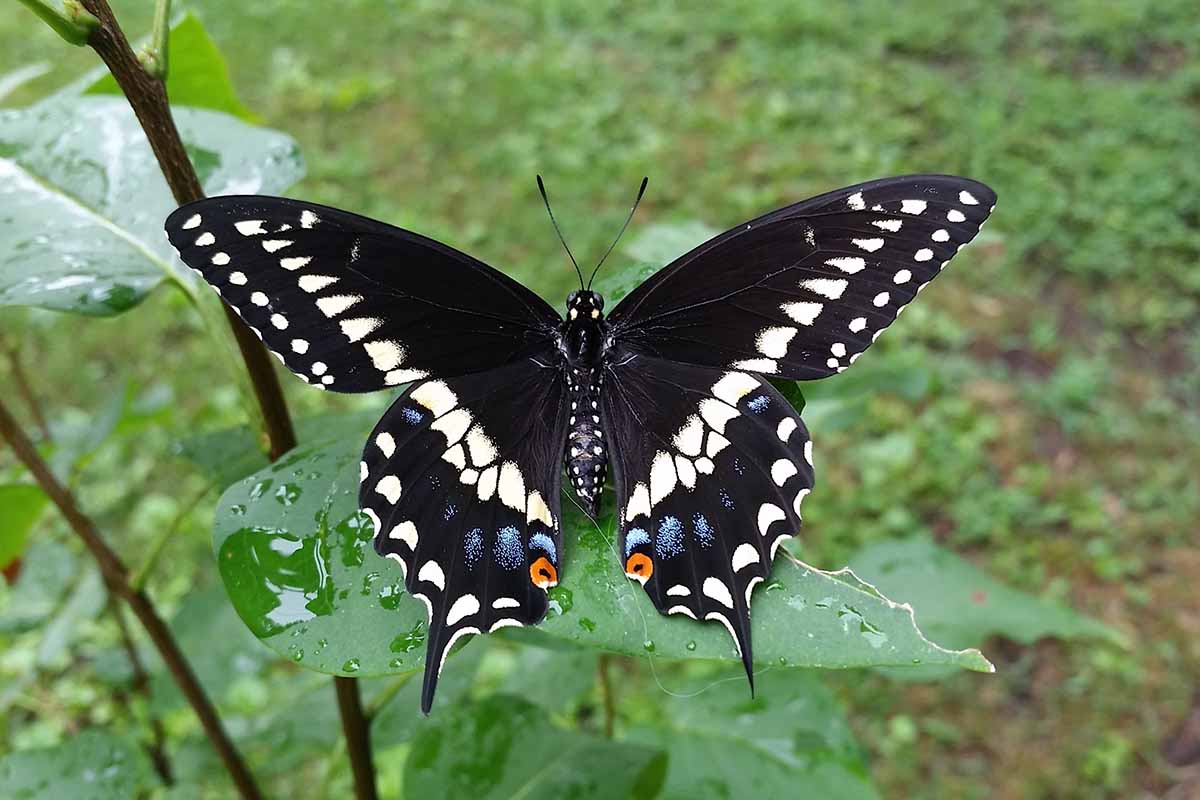 A close up horizontal image of a male black swallowtail butterfly on a plant.