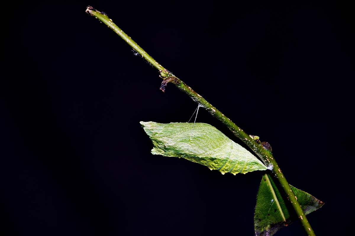 A close up horizontal image of a chrysalis of a black swallowtail butterfly on a stem pictured on a dark background.
