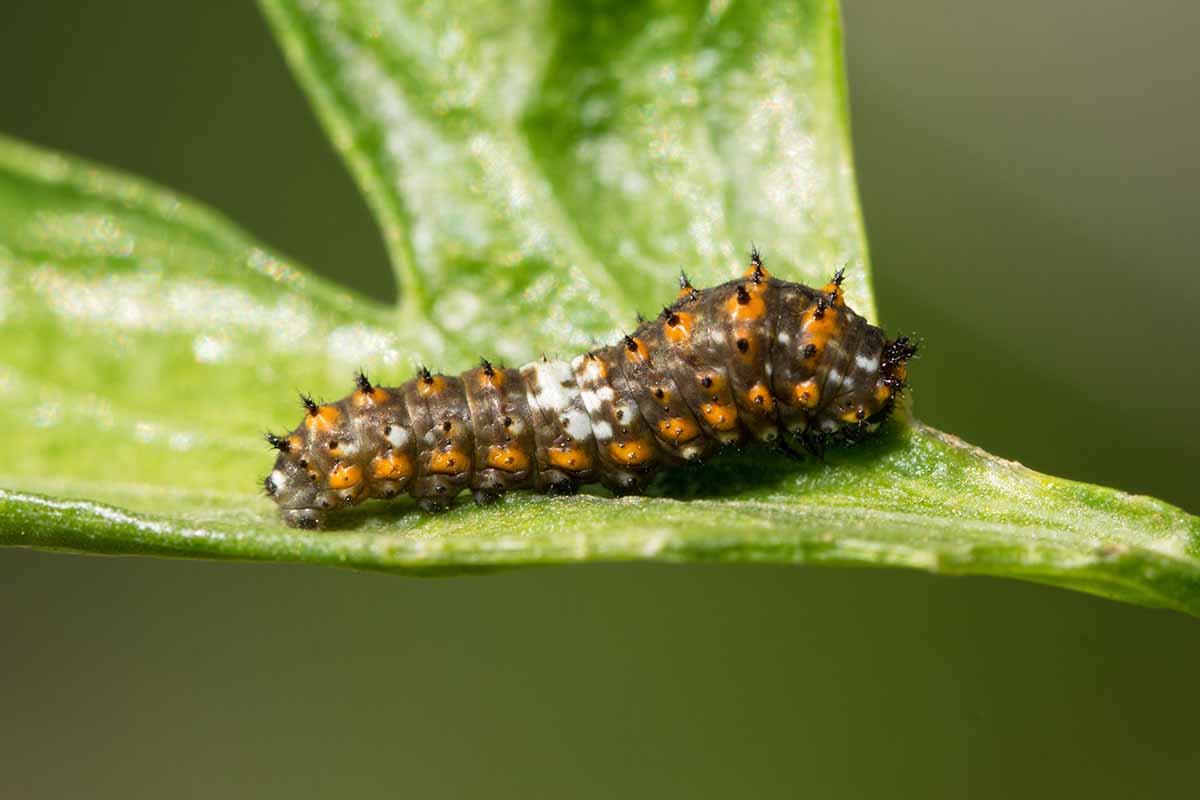 A close up horizontal image of the second instar of a black swallowtail caterpillar on a leaf.