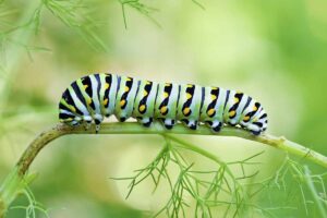 A close up horizontal image of a black swallowtail butterfly larva eating a carrot plant.