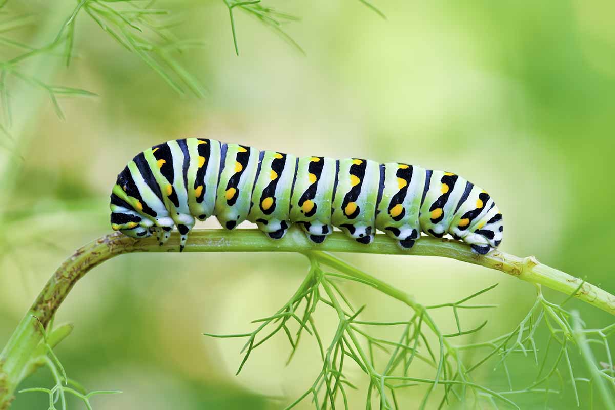 A close up horizontal image of a black swallowtail butterfly larva eating a carrot plant.