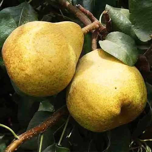 A square image of two 'Blake's Pride' pears ripening on the tree.