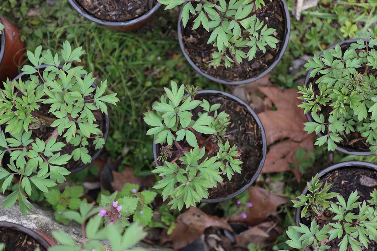 A horizontal photo of bleeding heart cuttings potted in nursery pots ready to be transplanted.
