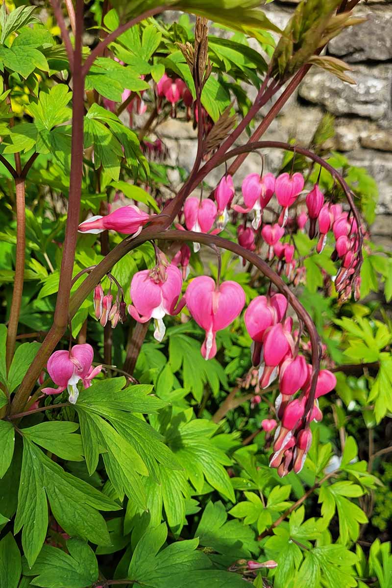 A vertical photo of a bleeding hearts plant in the spring full of pink blooms.