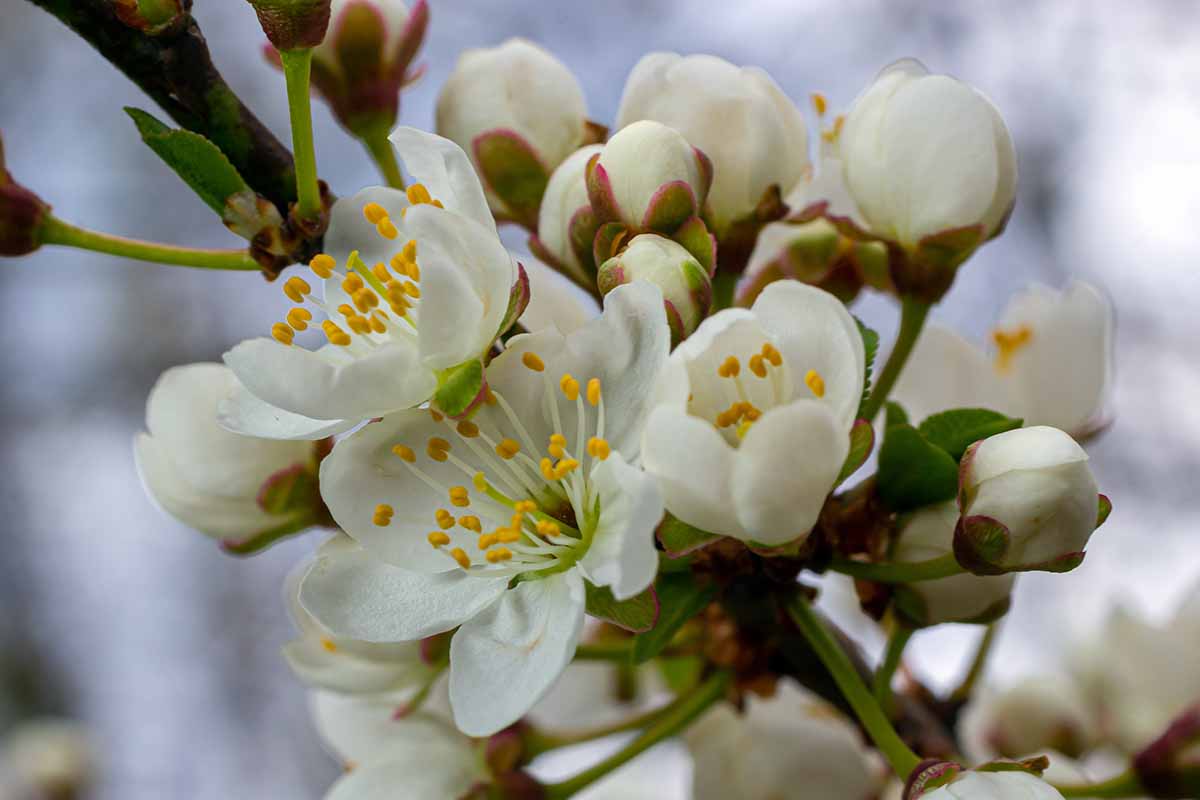 A close up horizontal image of plum blossom in spring pictured on a soft focus background.