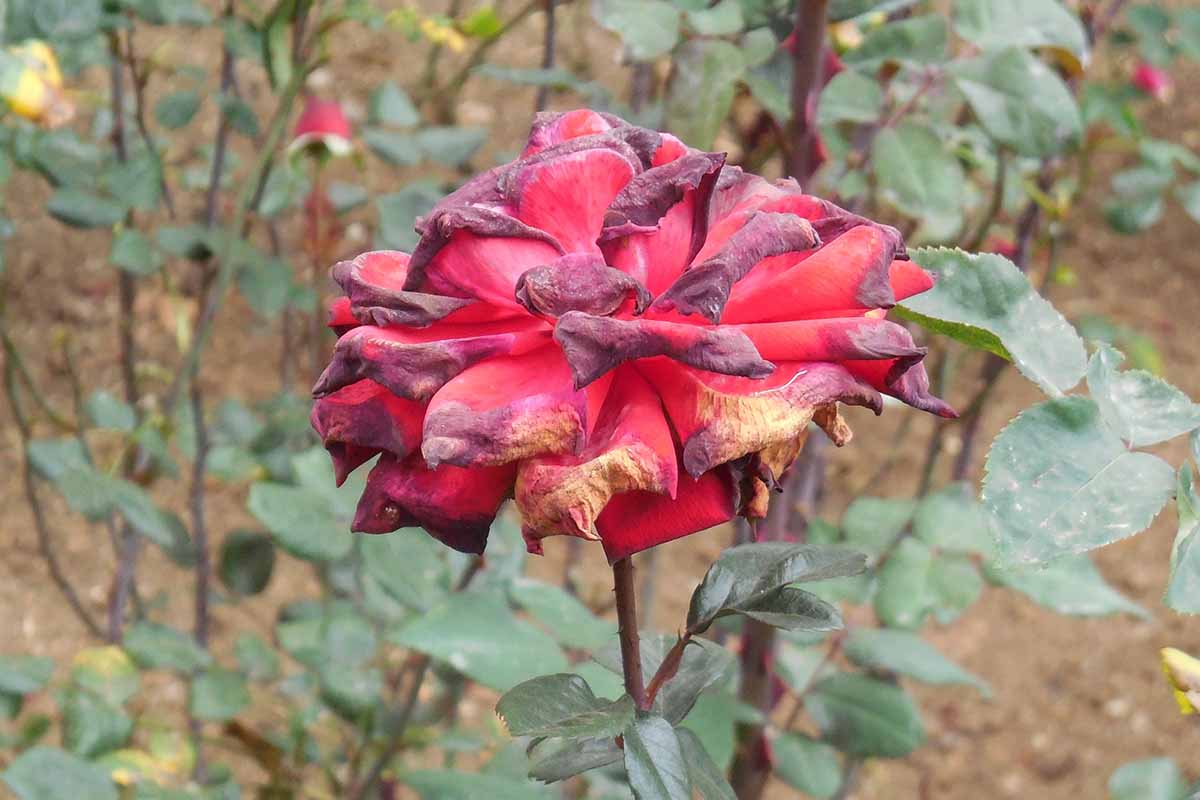 A horizontal photo of a red rose that has been infected with botrytis blight, otherwise known as gray mold along the petals of the rose.