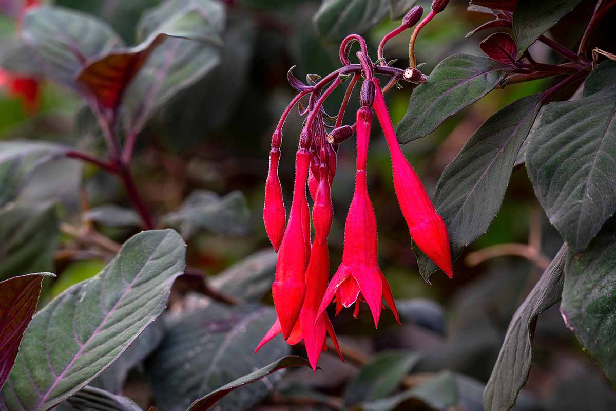 A horizontal close up photo of a red fuchsia bloom surrounded by dark green and purple foliage.