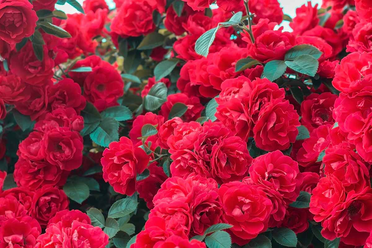 A close up horizontal image of a mass of red roses in full bloom in the garden.