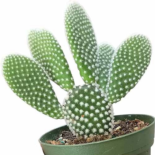 A close up of a bunny ears cactus growing in a small pot isolated on a white background.